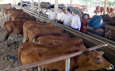 2 tháng đầu năm 2024, Yên Bái xuất chuồng 1.195 con bò, tăng 4,18% so với cùng kỳ; sản lượng thịt hơi đạt 226 tấn, tăng 4,53%.